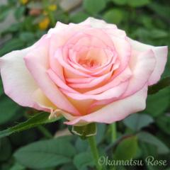 �\��̔� �o���c �o���V�c ���� �������� �_��i�� �K�N �΂� ���Y�c �������[�Y �I���W�i���i�� 2way���[�Y oks 4�����{�ȍ~����