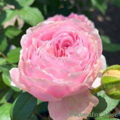 �\��̔� �o���c �o���V�c �g�C�v�[ �_��i�� �K�N �΂� ���Y�c �������[�Y �I���W�i���i�� 2way���[�Y oks 4�����{�ȍ~����