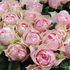 �\��̔� �o���c �o���V�c �}�����t�H���X�g �_��i�� �K�N �΂� ���Y�c �������[�Y �I���W�i���i�� 2way���[�Y oks 4�����{�ȍ~����