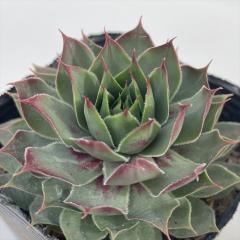 �����A�� sf�Z���y���r�E�� �L���[ 7.5cm�|�b�g �Z���y���r�u��