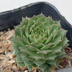 �����A�� sf�Z���y���r�E�� �^���N 7.5cm�|�b�g �Z���y���r�u��
