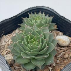 �����A�� sf�Z���y���r�E�� �O�~�x�A�q�F�� 7.5cm�|�b�g �Z���y���r�u��