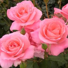 �\��̔� �o���c �o����c ��� �F�� �l�G�炫 �K�N �΂� �s���N troe 12�����{�ȍ~����
