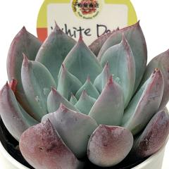 �����A�� ksw�G�P�x���A White Day �������X����c �G�P�x���A 6cm�|�b�g