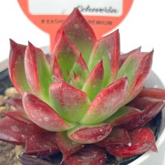 �����A�� ksw�G�P�x���A �X�[�p�[���b�h �������X����c �G�P�x���A 6cm�|�b�g