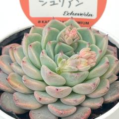 A kswGPxA WA Xc GPxA 6cm|bg