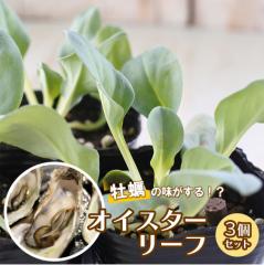 オイスターリーフ 苗 7.5cmポット 3個セット メルテンシア マリティマ ガーデニング ハーブ苗 Herb