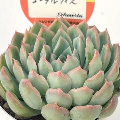 �����A�� ksw�G�P�x���A �R�[�����t�B�Y �������X����c �G�P�x���A 6cm�|�b�g