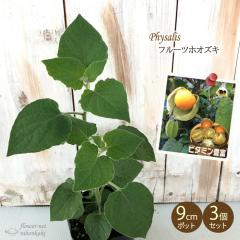 �\��̔� �H�p�z�I�Y�L �c �t���[�c�z�I�Y�L �A���f�X�S�[���h 3�Z�b�g 9cm�|�b�g �ق����� ��ؕc �ƒ�؉� htnh 6����{�ȍ~����