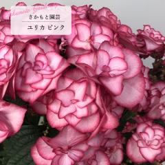 �\��̔� �A�W�T�C �����J YULIKA �s���N 9cm�`10.5cm�|�b�g �o�^�\���� �������Ɖ��| �n�C�h�����W�A �c �ԕc �c�� �������� ���z�� smt