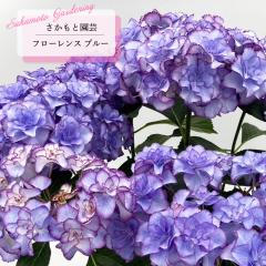 �y�܂��Ȃ����ߐ؂�z �\��̔� �A�W�T�C �t���[�����X �u���[ 9cm�`10.5cm�|�b�g �o�^�\���� �������Ɖ��| �n�C�h�����W�A �c �ԕc �c��