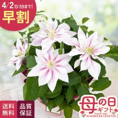 �_ ���� �^ ��̓� �v���[���g �N���}�`�X �A���h�����_ 5���� �������� ��̓��M�t�g �� ���A�� ���{�ԃL����