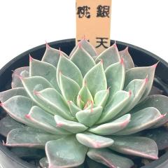 A T{eTAROOvgxA V~Y A OvgxA 6cm|bg