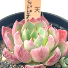 A T{eTAROOvgxA V~ubhsIj[ A OvgxA 6cm|bg