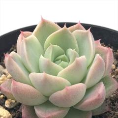 �����A�� sk�G�P�x���A ���O���� �����A�� �G�P�x���A 7.5cm�|�b�g