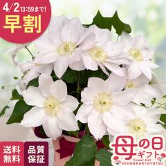 �_ ���� �^ ��̓� �v���[���g �N���}�`�X �l���� 5���� �������� ��̓��M�t�g �� ���A�� ���{�ԃL����