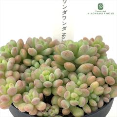 �����A�� hst�Z�_�� �����_�����_ No.2 �����A�� ���Ԃ₳��c �Z�_�� 7.5cm�|�b�g