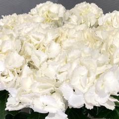 �A�W�T�C �A�C�X�x�A�[ 10.5cm�|�b�g �n�C�h�����W�A �c �ԕc �c�� �������� ���z�� yus