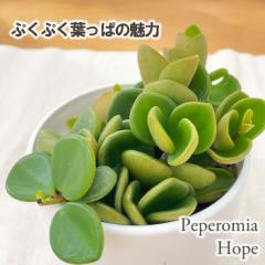 ϗtA cot yy~A z[v 3.5 ϗtA ^   蕨 v[g CeA 