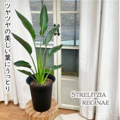 �\��̔� �ϗt�A�� �X�g�����`�A ���M�l 6���� �X�g���`�A �������� �ϗt�A�� ���� ���蕨 �v���[���g �C���e���A ������� 3�����{�ȍ~