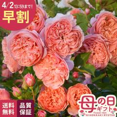 �_ ���� �^ ��̓� �v���[���g �o�� ���T �I���G���e�B�X �V���N���[�h �i��o�^�o�蒆 6���� �������� ��̓��M�t�g �K�N �� ���A�� unu