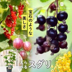 ����̕�� �I�ׂ�X�O�� 9cm�|�b�g ���b�h �z���C�g �u���b�N �O�[�Y�x���[ �J�����g �t�T�X�O�� ������ �J�V�X ���A�� �n�A�� ��� �c