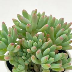 �����A�� hm�Z�f�x���A �΂�܂������S�~�v�����t�B�J �����A�� �Z�f�x���A 6cm�|�b�g