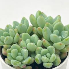 A hmZ_ beB[ A Z_ 6cm|bg