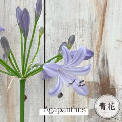 �\��̔� �␫�A�K�p���T�X �u���[ 10.5cm�����O�|�b�g 2�G�炫 �Ҕ_���I���W�i�� ���N�� �K�[�f�j���O �ԕc �h���� tujs 6����{�ȍ~��