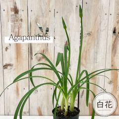 �\��̔� �␫�A�K�p���T�X �z���C�g 10.5cm�����O�|�b�g 2�G�炫 �Ҕ_���I���W�i�� ���N�� �K�[�f�j���O �ԕc �h���� tujs 6����{�ȍ~