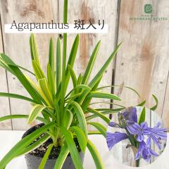 �\��̔� �������␫�A�K�p���T�X �u���[ 10.5cm�����O�|�b�g �Ҕ_���I���W�i���I�� ���N�� �K�[�f�j���O �ԕc �h���� tujs 6����{�ȍ~