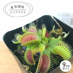 �H���A�� �n�G�g���\�E �r�b�O�}�E�X 9cm�|�b�g �n�G�g���O�T �����A�� nnm
