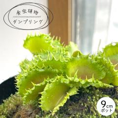 �H���A�� �n�G�g���\�E �_���v�����O 9cm�|�b�g �n�G�g���O�T �����A�� nnm