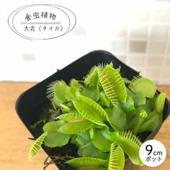 �H���A�� �n�G�g���\�E ��� �^�C�J 9cm�|�b�g �n�G�g���O�T �����A�� nnm