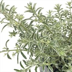 �E�G�X�g�����M�A �t���e�B�R�T �X���[�L�[ 9cm�|�b�g �I�[�X�g�����A�����[�Y�}���[ �n�[�u�c Herb �I�[�W�[�v�����c �c�� �Ԗ�