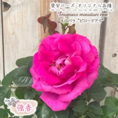 �\��̔� �~�j�o�� �r���[�h�A�C 3���|�b�g �l�G�炫 ���� ���� �o�� �K�N �o���c �c �s���N �������[�Y �I���W�i���i�� ars 3����{�ȍ~