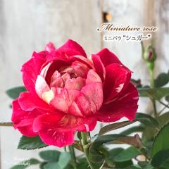 �y�܂��Ȃ����ߐ؂�z �\��̔� �~�j�o�� �V���K�[ 3���|�b�g �l�G�炫 �o�� �K�N �o���c �c �� bry 4�����{�ȍ~����