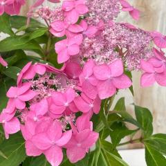 �R�A�W�T�C �ɂ��ɂ��V�g 10.5cm�|�b�g ������z �j�R�j�R�e���V ���}�A�W�T�C �c �ԕc �c�� �R�������� �R���z�� atl