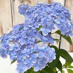 �R�A�W�T�C �����̃T���S�P 10.5cm�|�b�g ������z �A�c�~�m�T���S�q�� ���}�A�W�T�C �c �ԕc �c�� �R�������� �R���z�� atl