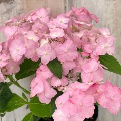 �R�A�W�T�C �����̌܌��P 10.5cm�|�b�g ������z �A�c�~�m�T�c�L�q�� ���}�A�W�T�C �c �ԕc �c�� �R�������� �R���z�� atl