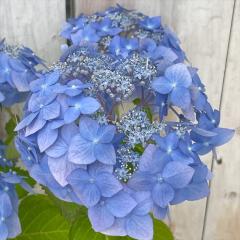 �R�A�W�T�C �V�g�̃G�N�{ 10.5cm�|�b�g ������z �e���V�m�G�N�{ ���}�A�W�T�C �c �ԕc �c�� �R�������� �R���z�� atl