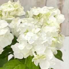 �R�A�W�T�C ���� 10.5cm�|�b�g �n�N�Z�� ���}�A�W�T�C �c �ԕc �c�� �R�������� �R���z�� atl