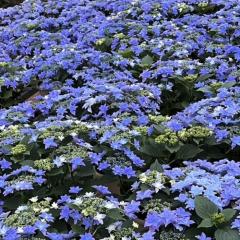 AWTC Ĵ 10.5cm|bg Am`zV ꌧ nChWA c ԕc c  z tmo