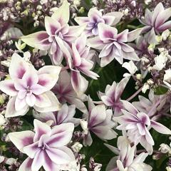 �A�W�T�C �� �s���N 9cm�`10.5cm�|�b�g �V�Y�N ���ꌧ�������������� �n�C�h�����W�A �c �ԕc �c�� �������� ���z�� tmo