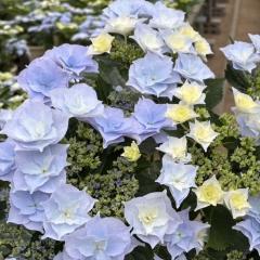 AWTC  u[ 10.5cm|bg E ꌧ nChWA c ԕc c  z tmo