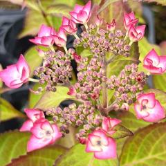 �A�W�T�C �N���� 9cm�|�b�g �n�C�h�����W�A �c �ԕc �c�� �������� ���z�� fea