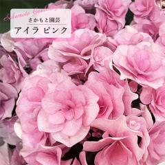 AWTC AC sN 9cm`10.5cm|bg o^\ Ɖ| nChWA c ԕc c  z smt