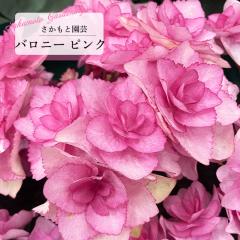 AWTC oj[ sN 9cm`10.5cm|bg o^\ Ɖ| nChWA c ԕc c  z smt