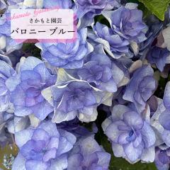 AWTC oj[ u[ 9cm`10.5cm|bg o^\ Ɖ| nChWA c ԕc c  z smt