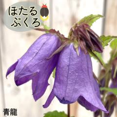 �\��̔� �z�^���u�N�� �c �� 9�`10.5cm�|�b�g �u�� �ق���Ԃ��� �R�쑐 ���N�� �K�[�f�j���O �ԕc �h���� htnh 6����{�ȍ~����